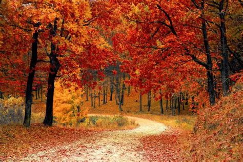 The Cultural Significance of Fall Foliage in American Tradition